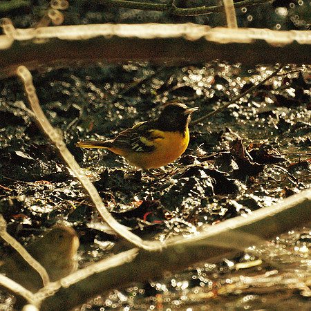 Baltimore Oriole