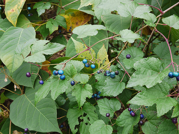 Blue berries, NY Botanical Garden