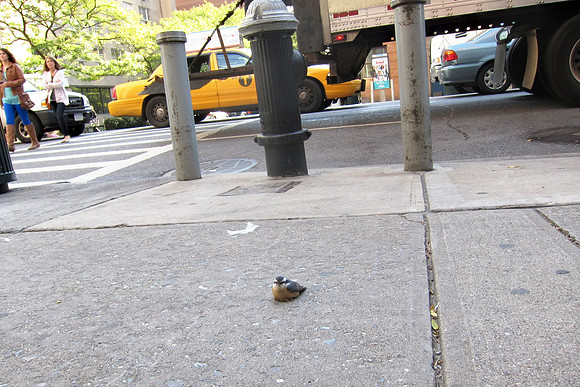 Red-Breasted Nuthatch, York avenue