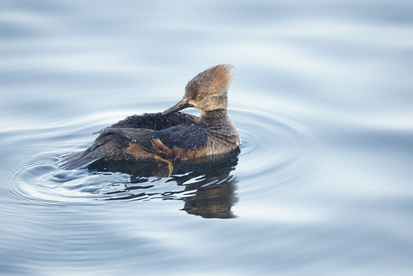 Hooded Merganser, Central Park Reservoir