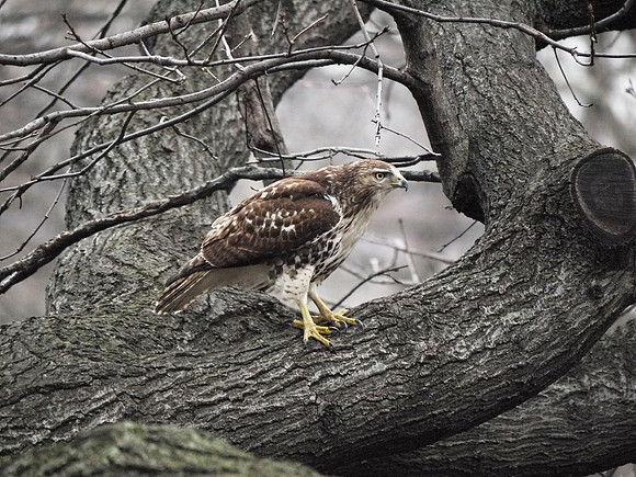 Young Red-Tailed Hawk, Theodore Roosevelt Park