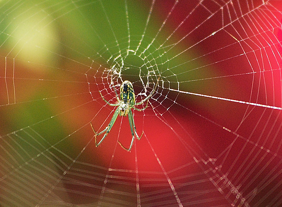 Spider, Brooklyn Botanic Garden