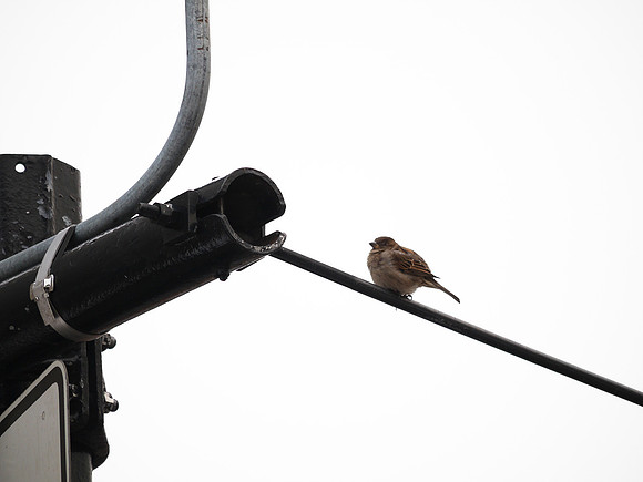 Sparrow and street-light nesting area