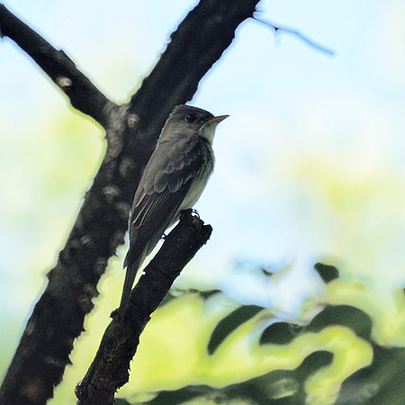Eastern Wood Pewee, Central Park