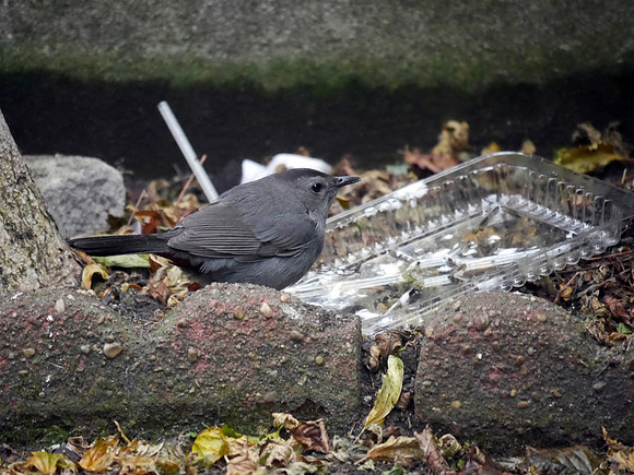 Gray Catbird, St. Bartholomew's Church