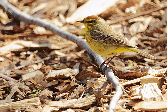 Palm Warbler, Central Park