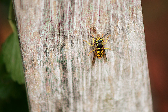 Yellow-Jacket Wasp