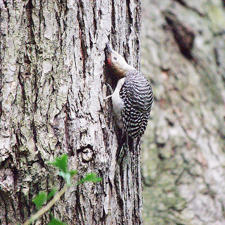 Red-Bellied Woodpecker, Theodore Roosevelt Park