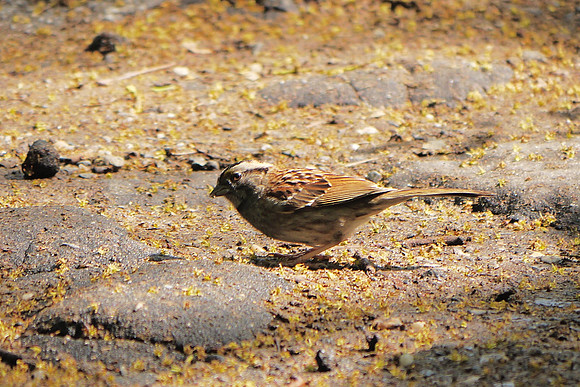 White-Throated Sparrow, Central Park