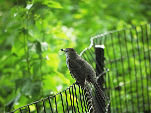 Catbird, Central Park