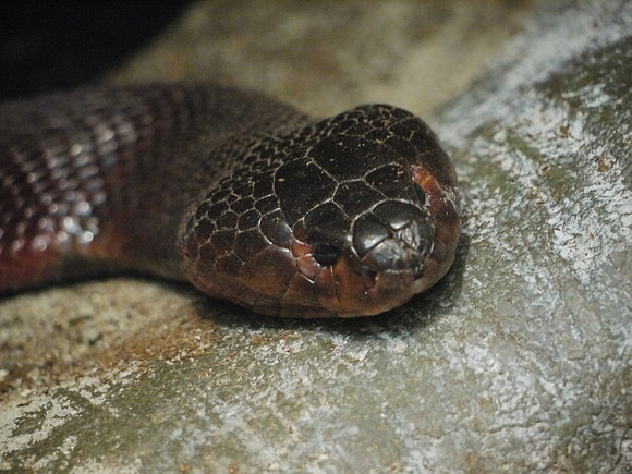 Red Spitting Cobra, American Museum of Natural History
