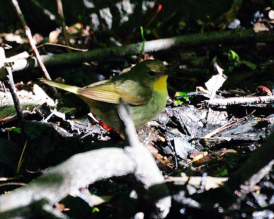 Common Yellowthroat (female)