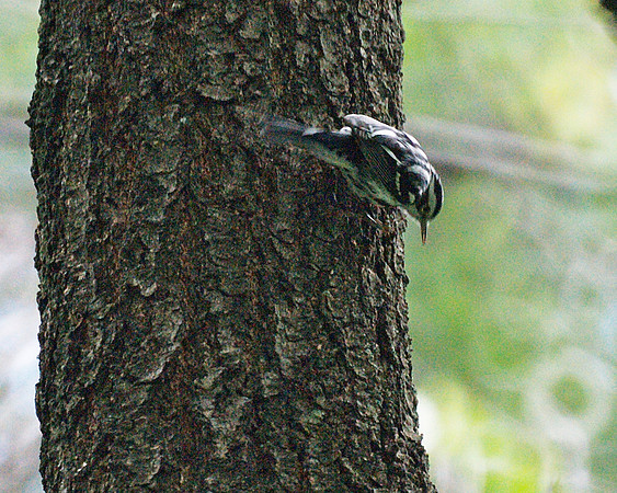 Black and White Warbler, Central Park