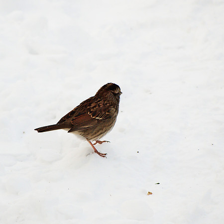 White-Throated Sparrow, Central Park