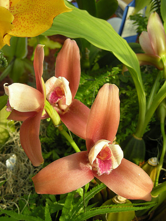 Lycaste-hybrid-04