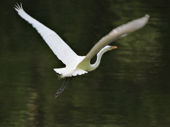 Great Egret, Central Park