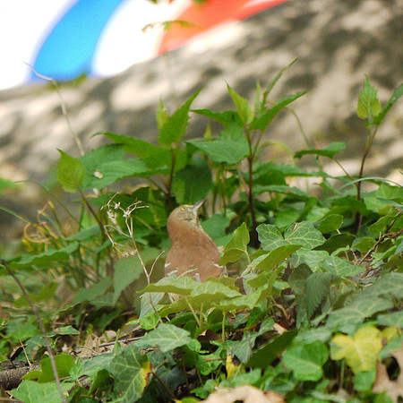 Brown Thrasher, Central Park