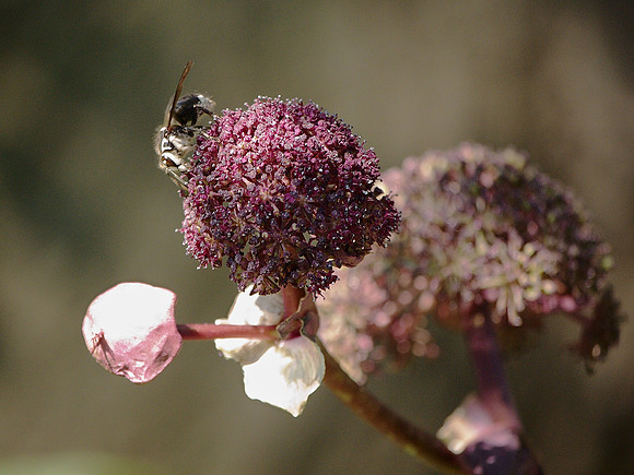 Hornet, Brooklyn Botanic Garden