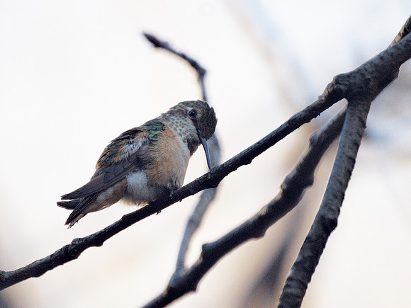 Rufous Hummingbird, Theodore Roosevelt Park