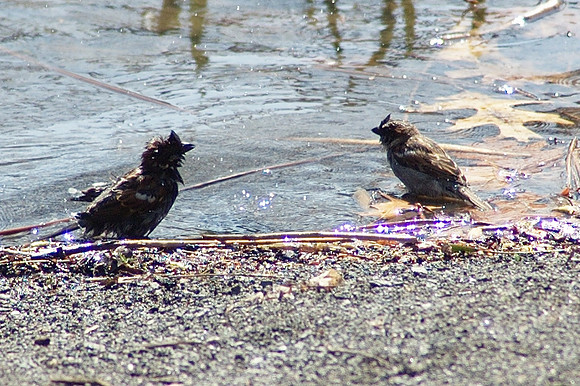 sparrows bathing