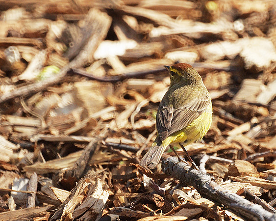 Palm Warbler, Central Park