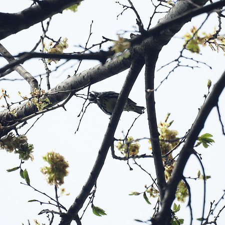 Black and White Warbler, looking down