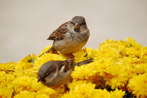 House Sparrows and Chrysanthemums, Bryant Park