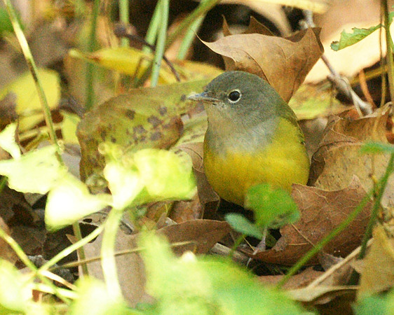 Mourning Warbler, Central Park