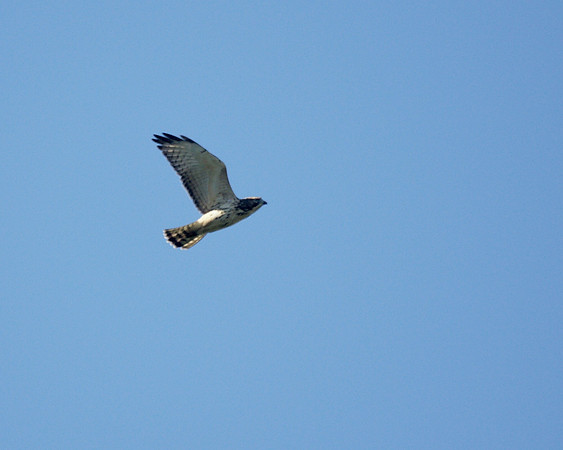 Broad-Winged Hawk, Central Park
