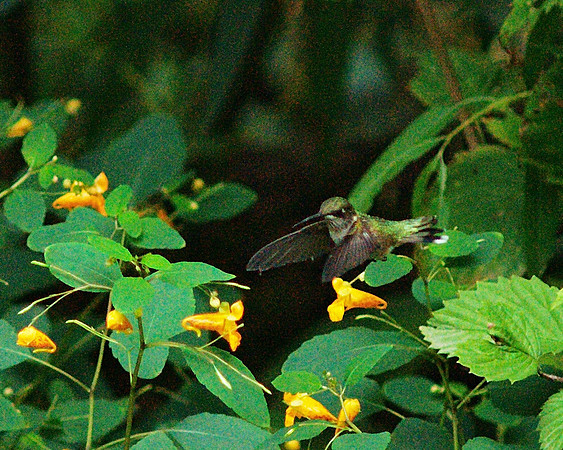 Hummingbird, Central Park