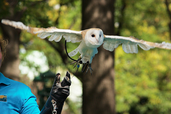 Release the owl!