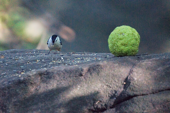 Nuthatch and fruit, Central Park