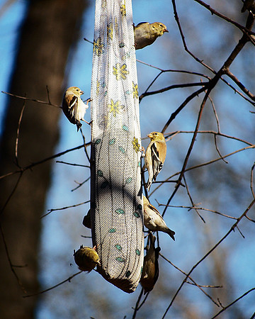 Goldfinch Hangout