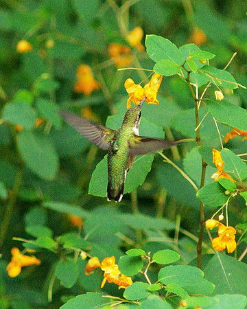 Hummingbird in jewelweed, Central Park