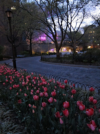 Tulips and Planetarium, Theodore Roosevelt Park