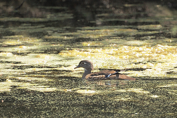 Female Wood Duck, NY Botanical Garden