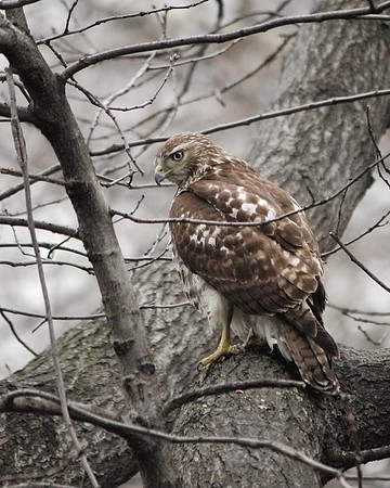Red-Tailed Hawk, Theodore Roosevelt Park