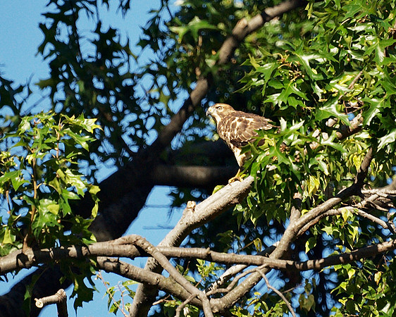 Broad-Winged Hawk, Central Park