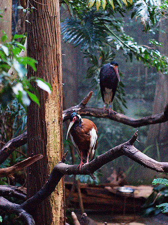 Storks, Bronx Zoo
