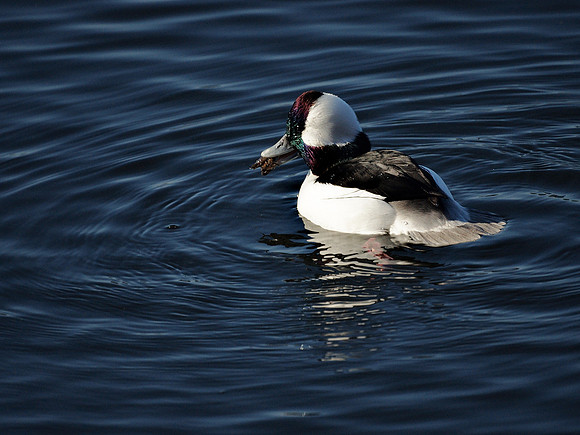 Bufflehead eating a crawfish