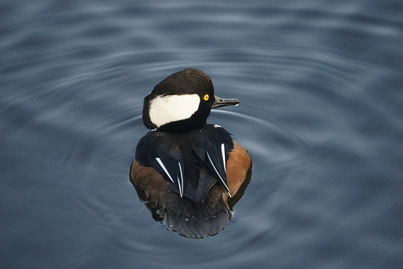 Hooded Merganser, Central Park Reservoir