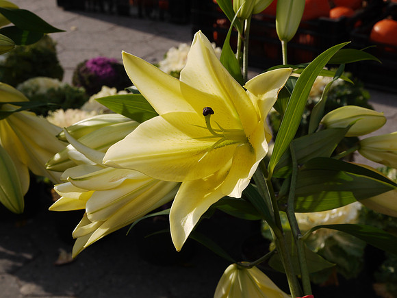 Chinese lily, Union Square Greenmarket