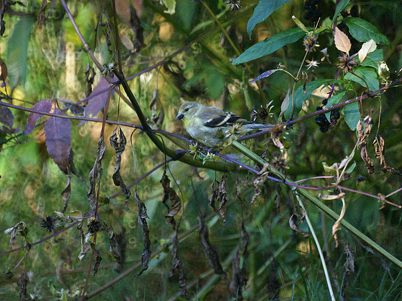 American Goldfinch, Central Park