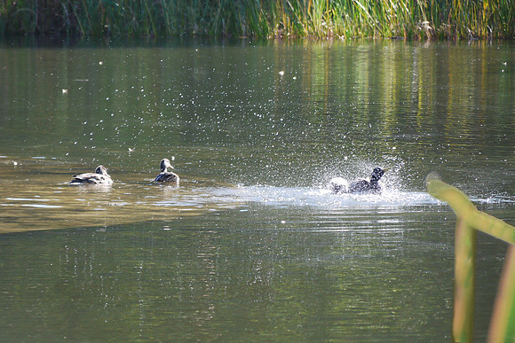 Splashdown