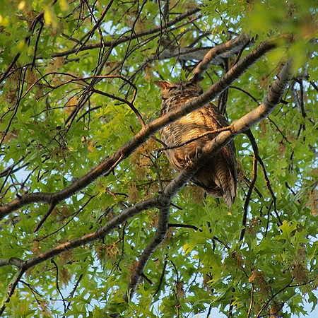 Great Horned Owl, Central Park