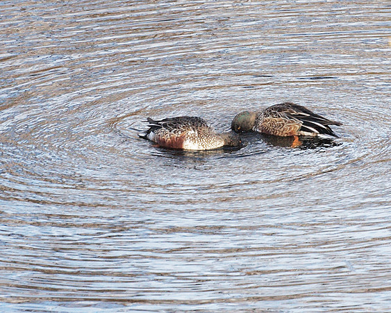 Northern Shoveler ducks, Bank Rock Bay, Central Park