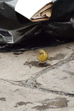 Common Yellowthroat, Bryant Park