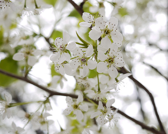 Callery Pear blossoms, Ninth Avenue