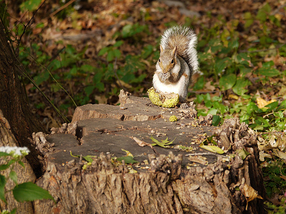Squirrel eating an Osage orange, Central Park