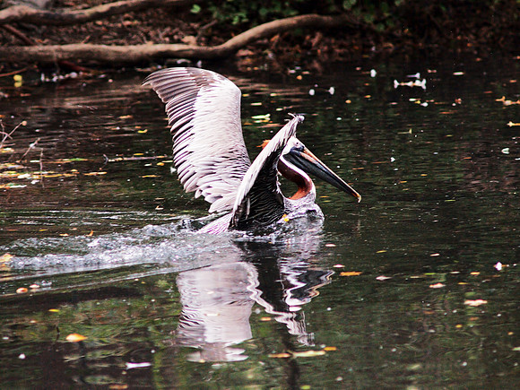Pelican, landing